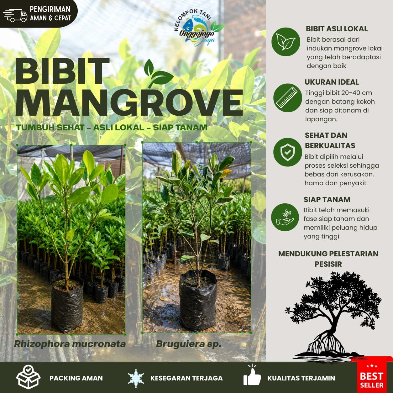 Bibit Mangrove Gojoyo